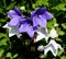 Balloon flower, Platycodon, grandiflorum