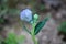 Balloon flower or Platycodon grandiflorus herbaceous perennial plant with balloon like blue flower bud starting to open surrounded