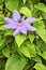Balloon Flower, Purple, Native to East Asia, is a species of herbaceous
