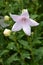 Balloon Flower Shell Pink