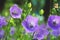Balloon Flower, Tussock Bellflower, Campanula persicifolia or Campanula carpatica  purple bell flowers