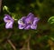 Balloon Flower, Tussock Bellflower, Campanula persicifolia or Campanula carpatica purple bell flowers in fall garden