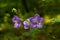 Balloon Flower, Tussock Bellflower, Campanula persicifolia or Campanula carpatica purple bell flowers in fall garden