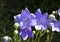 Balloon flowers (Platycodon grandiflorus)