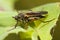 Balloon Fly (Empis tessellata)