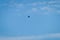 Balloon Helium rise up in Sky Sun Summer