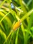 Balloon molly Poecilia latipinna isolated in a fish tank with blurred background