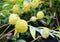 Balloon Plant with its Spiny Capsules - Gomphocarpus Physocarpus - Swan Plant or Bishop`s Balls