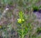 Balloon plant milkweed, Gomphocarpus physocarpus