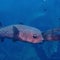balloon pufferfish atâ€‹ shipwreckâ€‹ scuba divingâ€‹ siteâ€‹ southâ€‹ Thailand