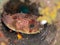 Balloonfish, Diodon holocanthus. Scuba diving in North Sulawesi, Indonesia