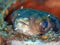 Balloonfish, Diodon holocanthus. Scuba diving in North Sulawesi, Indonesia