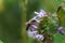 Ballota nigra , black horehound purple flowers. Honeybees collect nectar from the blooming false nettle.