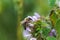 Ballota nigra , black horehound purple flowers. Honeybees collect nectar from the blooming false nettle.