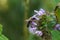 Ballota nigra , black horehound purple flowers. Honeybees collect nectar from the blooming false nettle.