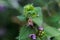 Ballota nigra , black horehound purple flowers. Honeybees collect nectar from the blooming false nettle.