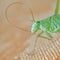 Balm cricket- cicada