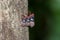 Balm cricket on a tree night portrait