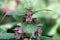 Balm-leaved archangel Lamium orvala, flowering