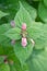 Balm-leaved archangel Lamium orvala, seen from above