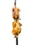 Balochi chicken sajji on white isolated background