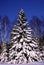 Balsam Fir in Snow  36460