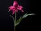 Balsam flower in studio background, single balsam flower, Beautiful flower, ai generated image