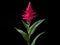 Balsam flower in studio background, single balsam flower, Beautiful flower, ai generated image