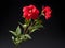 Balsam flower in studio background, single balsam flower, Beautiful flower, ai generated image