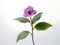 Balsam flower in studio background, single balsam flower, Beautiful flower, ai generated image