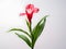 Balsam flower in studio background, single balsam flower, Beautiful flower, ai generated image