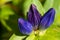 Balsam Mountain Gentian Blossoms Nestled Among the Green Foliage