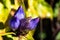 Balsam Mountain Gentian Blossoms Nestled Among the Green Foliage