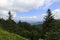 Balsam Trees in the Mountains