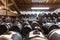 Balsamic vinegar wooden barrels storing and aging