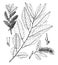 Balsamifera Salix vintage illustration