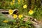 Balsamroot Flowers around a Fallen Tree in the Columbia Gorge in Oregon, taken in Spring