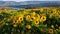 Balsamroot flowers bloom along the  Columbia River