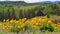 Balsamroot and Lupine Wildflowers Springtime in Maryhill WA