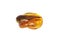 Baltic amber closeup on white background