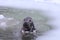 Baltic grey seal