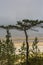 The Baltic pine tree