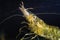 Baltic prawn, saltwater decapod crustacean macro image of head with periopod and antennas in nature Black Sea marine biotope