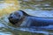 Baltic ringed seal