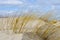 Baltic sea beach with yellow grass in winter, wind formed relief