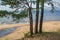 Baltic sea coast and pine trees .