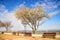 Baltic sea, pear blossom on a beach promenade