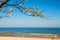 Baltic sea, pear blossom on a beach promenade