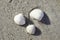 Baltic sea shells, cockles, beach on the island Rugen. Fine sand and gentle waves on the Baltic Sea shore, Island Rugen, Germany.