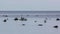 Baltic Sea with stones, sea gulls and a fishing boat